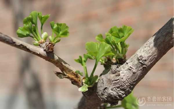 树干发芽过程（树木发芽过程）-图2