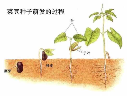 菜豆发育过程（菜豆种子萌发过程中发育成新个体的结构是什么）-图3