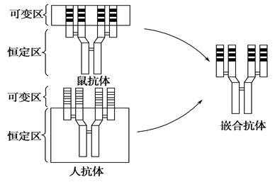 抗体的制备过程（人鼠嵌合抗体的制备过程）-图2