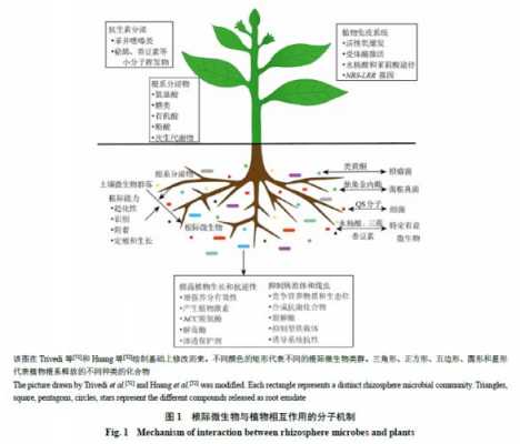 根际过程与调控（根际效应的作用）-图3