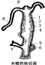 水螅捕食消化过程（水螅捕获猎物后在哪里消化）-图3