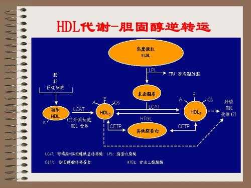 胆固醇合成过程包括（胆固醇的合成主要在什么和什么中进行）-图2