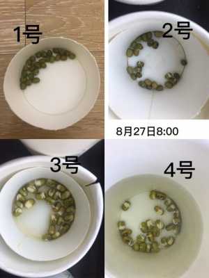 100粒绿豆研究过程（绿豆的实验）-图3