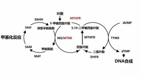 叶酸代谢的基本过程（叶酸代谢是啥意思）-图2