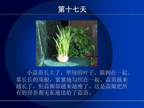 植物生长的过程300（植物生长的过程中,叶子的平衡）-图3