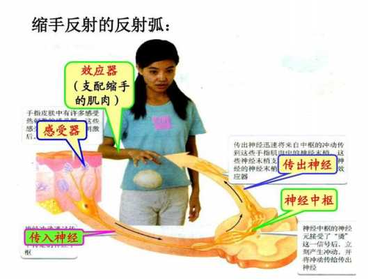 拥抱反射过程（拥抱反射过程视频）-图2