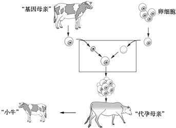 克隆牛培育过程（克隆牛的繁殖方式）-图1