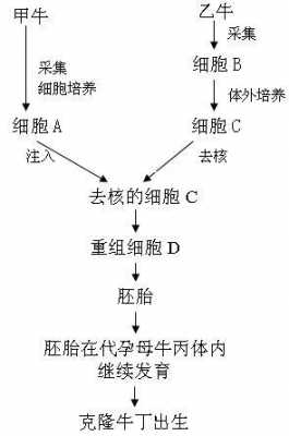 克隆牛培育过程（克隆牛的繁殖方式）-图2