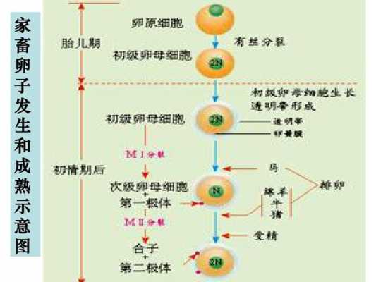 受精过程有什么症状（受精的过程示意图）-图1