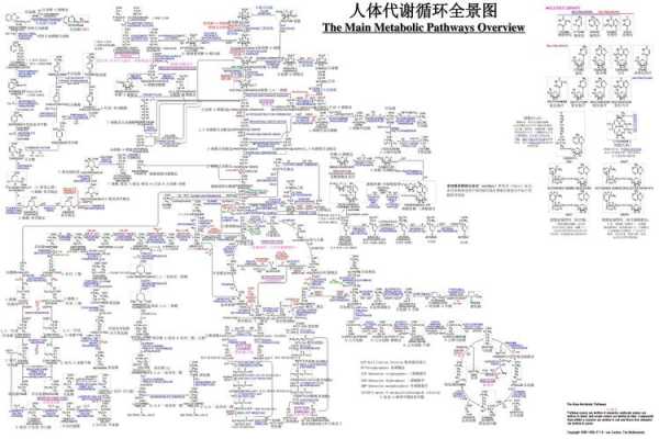 人体代谢循环过程（人体代谢循环全景图）-图2