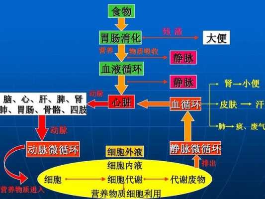 人体代谢循环过程（人体代谢循环全景图）-图3