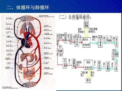 人体代谢循环过程（人体代谢循环全景图）-图1