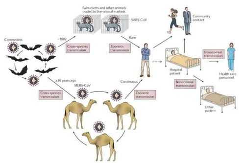 sars传播的过程（sars病毒的传播途径有哪些）-图1