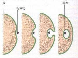 胞饮的过程（胞饮作用的过程）-图2