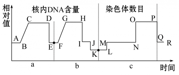 受精过程基因变化（受精作用发生基因突变）-图3