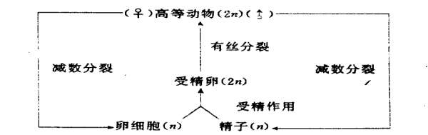 受精过程基因变化（受精作用发生基因突变）-图2