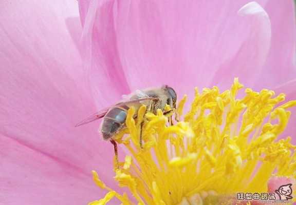 蜜蜂采蜜的简单过程（蜜蜂采蜜的简单过程文字）-图1