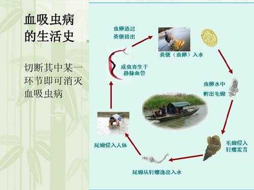 血吸虫寄生过程（血吸虫寄生过程图片）-图2