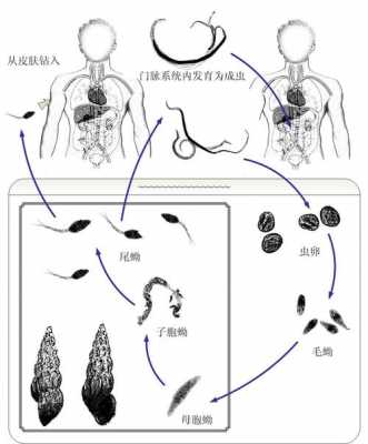 血吸虫寄生过程（血吸虫寄生过程图片）-图3