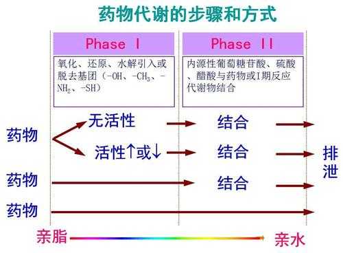 药物转化代谢过程（药物生物转化代谢的主要部位是哪个器官）-图3