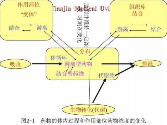 药物转化代谢过程（药物生物转化代谢的主要部位是哪个器官）-图2