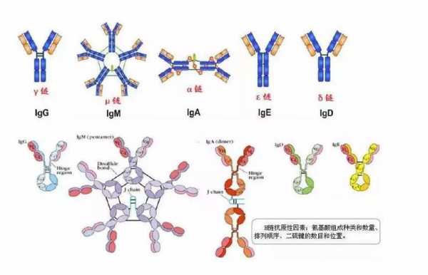 抗体结构发现过程（抗体结构形状）-图2