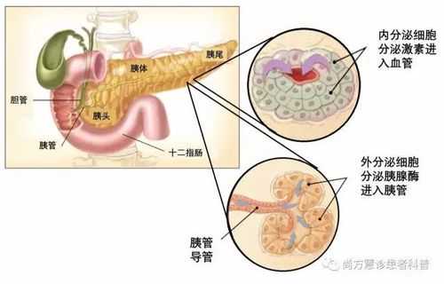 简述胰液分泌调节过程（胰腺分泌胰液的调节过程）-图1