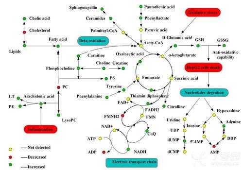 NAD代谢过程（nafld代谢组学研究进展）-图1