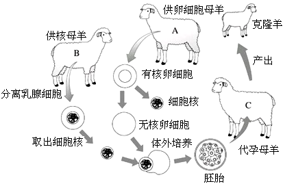 多利克隆羊过程（多利克隆羊活了多久）-图2