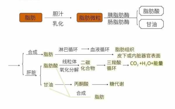 体内脂肪代谢过程（体内脂肪代谢过程生化）-图1