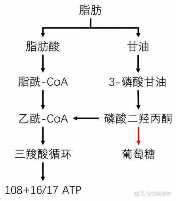 体内脂肪代谢过程（体内脂肪代谢过程生化）-图3