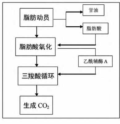 体内脂肪代谢过程（体内脂肪代谢过程生化）-图2