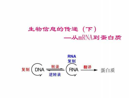 RNA合成过程教案（rna合成过程示意图）-图3