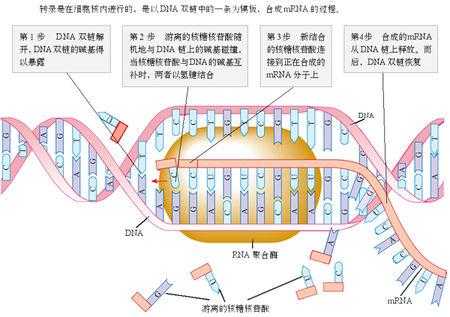 rna转录详细过程（rna转录过程可分为哪些阶段）-图1