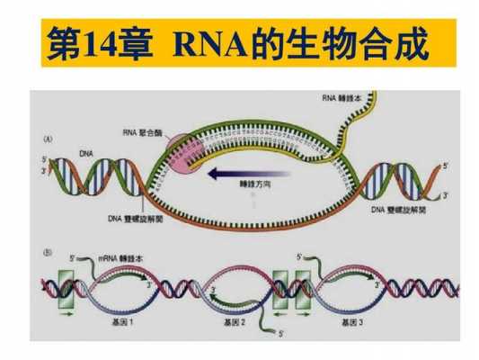 rna转录详细过程（rna转录过程可分为哪些阶段）-图3