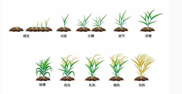 水稻种的过程图片（水稻种植过程绘图作品）-图1