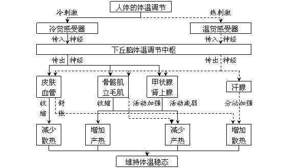 体温调节血糖调节过程（体温调节血糖调节过程图片）-图1