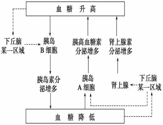 体温调节血糖调节过程（体温调节血糖调节过程图片）-图2