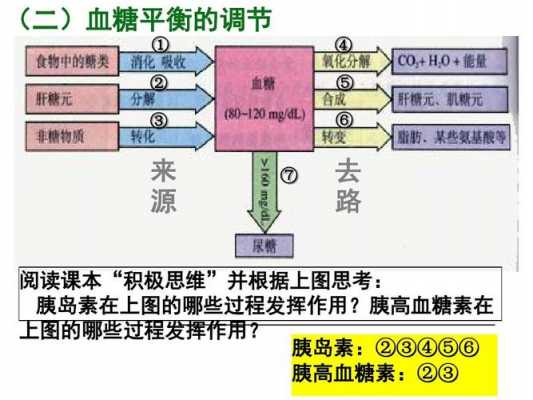 体温调节血糖调节过程（体温调节血糖调节过程图片）-图3