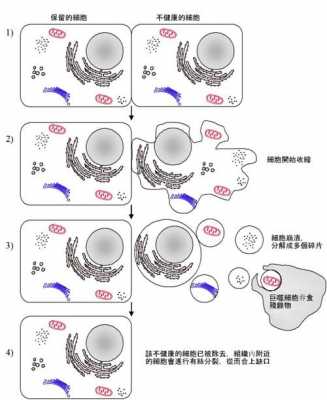 凋亡的实验过程（凋亡的实验过程是什么）-图1