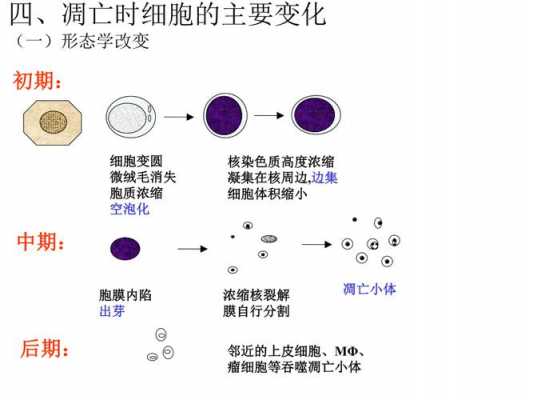 凋亡的实验过程（凋亡的实验过程是什么）-图2