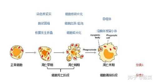 凋亡的实验过程（凋亡的实验过程是什么）-图3