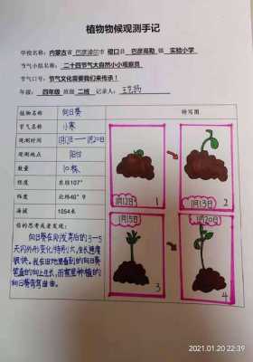 记录种子发芽过程日记（记录种子发芽生长过程日记）-图3