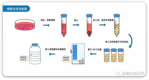 细胞冻存过程（细胞冻存过程中的注意事项）-图2