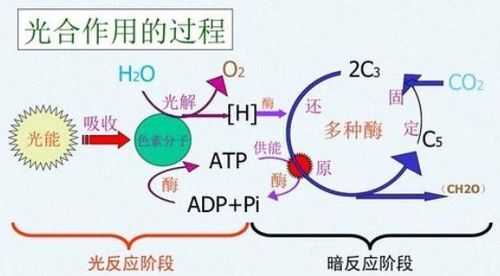 暗反应阶段的过程（暗反应阶段产生什么）-图1