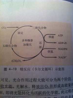 暗反应阶段的过程（暗反应阶段产生什么）-图3