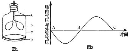 呼吸运动过程（呼吸运动过程中肺内压的变化）-图2