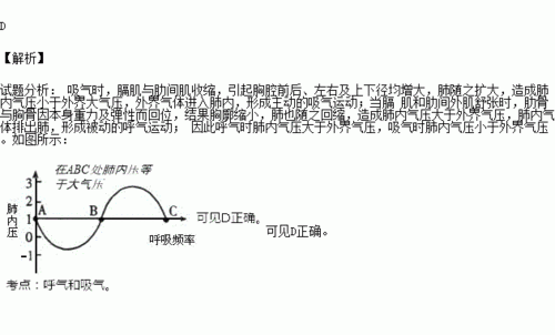 呼吸运动过程（呼吸运动过程中肺内压的变化）-图3