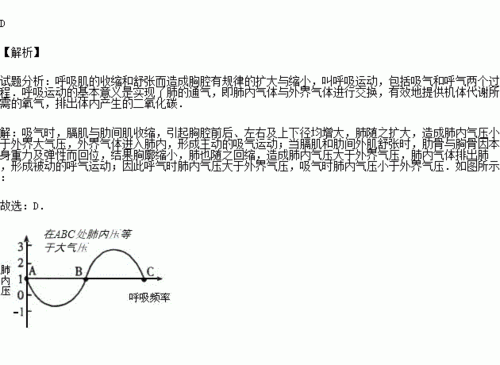 呼吸运动过程（呼吸运动过程中肺内压的变化）-图1