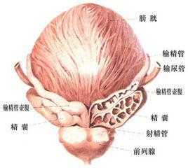 精囊b超过程（精囊b超可以查到什么）-图3